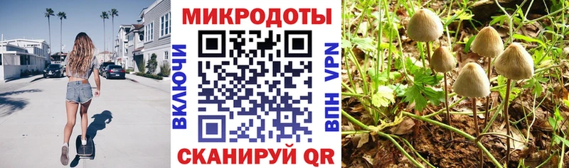 наркота  Новоуральск  блэк спрут ссылка  Псилоцибиновые грибы Cubensis 